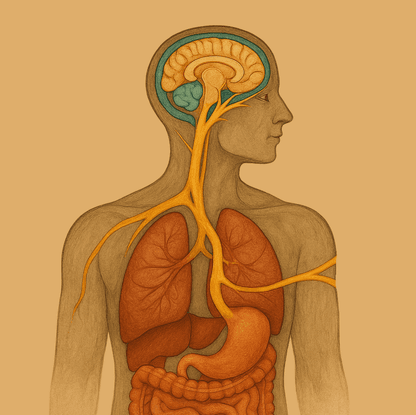 The vagus nerve and the body